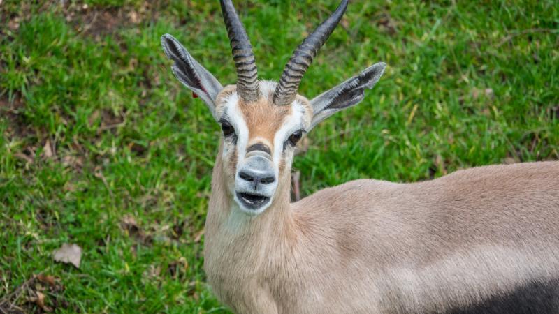 A Speke's gazelle in the Africa Savanna exhibit.