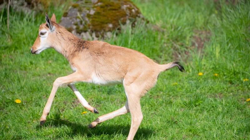 Bontebok calf running outside