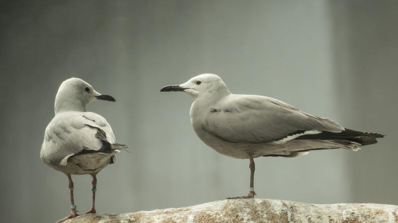 Two grey gulls standing on a rock.