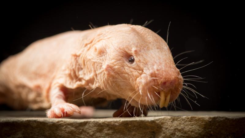 African naked mole rats in the Africa Savanna exhibit.