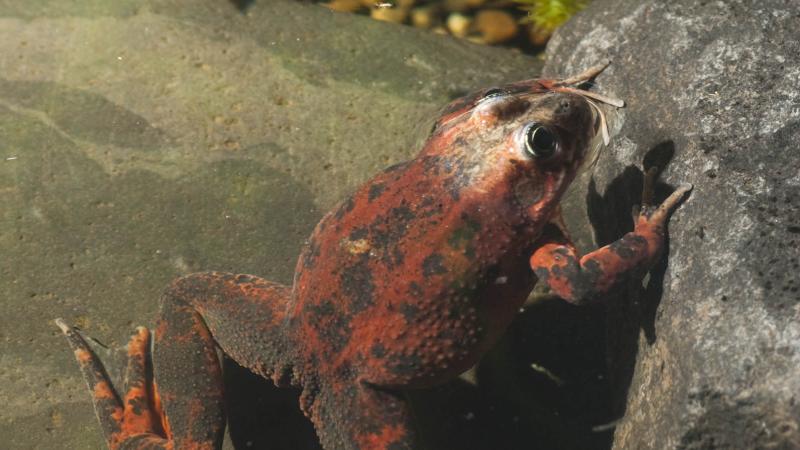 Oregon spotted frog, Captain Kirk, on exhibit at the Cascade Stream and Pond building at the Oregon Zoo.