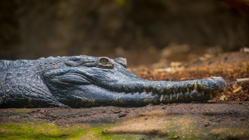 Female slender-snouted crocodile.