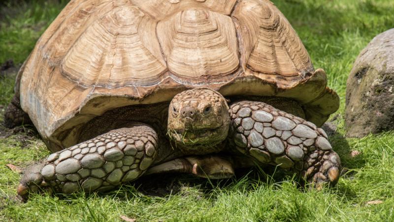 A male African spurred tortoise at the Oregon Zoo.