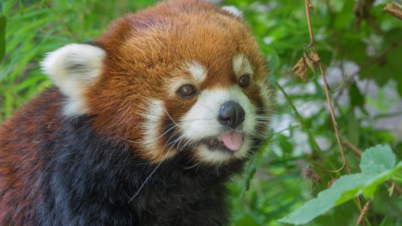 Male red panda Moshu licking a leaf.