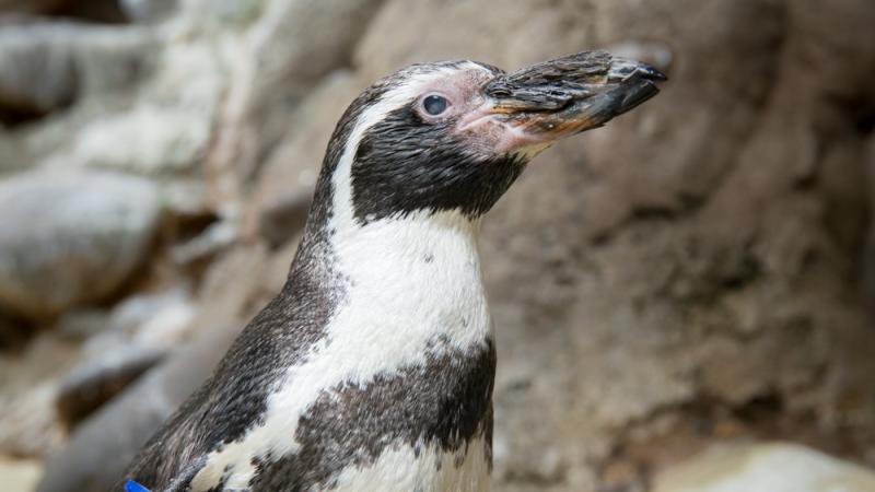 Male humboldt penguin at the Oregon Zoo.