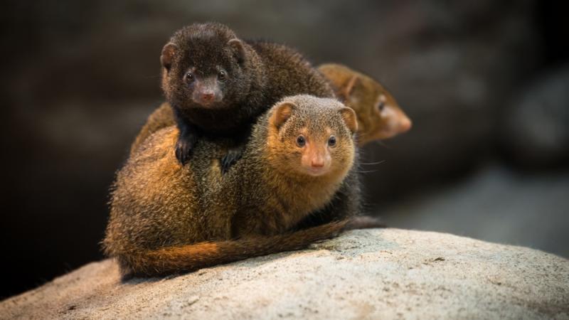 Dwarf mongoose group in Predators of the Serengeti