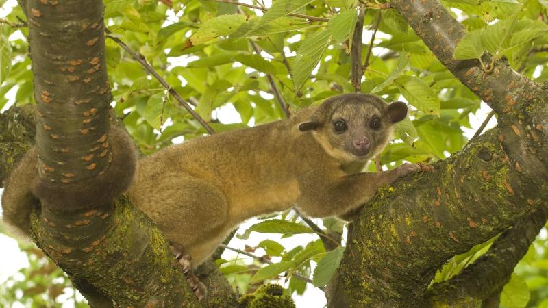 A kinkajou in a tree.