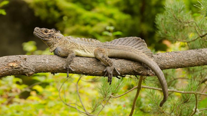 A Philippine sailfin lizard on a branch. 