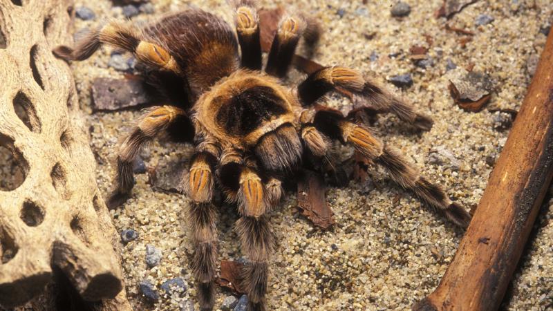 A red-kneed tarantula on sand at the Oregon Zoo.