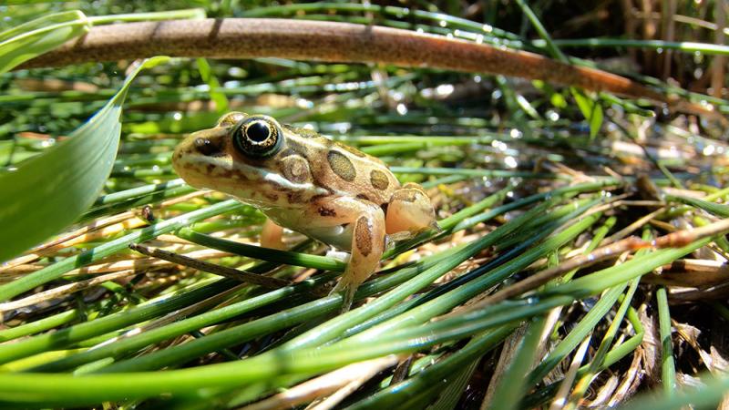 A northern leopard frog in the grass