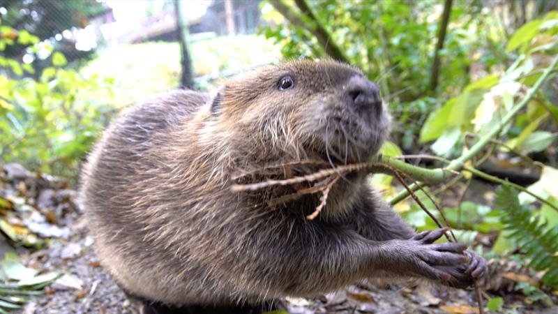 American beaver Filbert chews a stick at the Oregon Zoo.