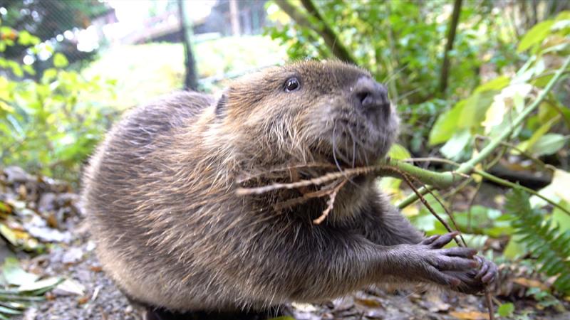 American beaver Filbert chews a stick at the Oregon Zoo.