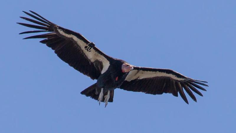 A California condor flies over Pinnacles National Park. 