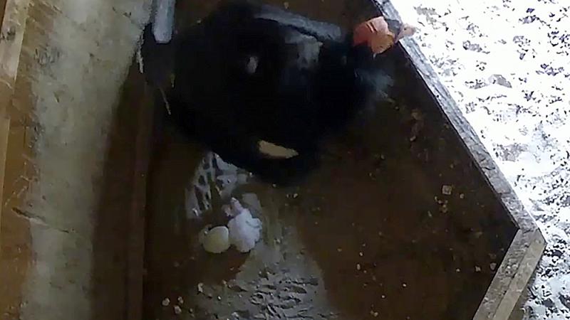 Condor chick and egg in nest box.