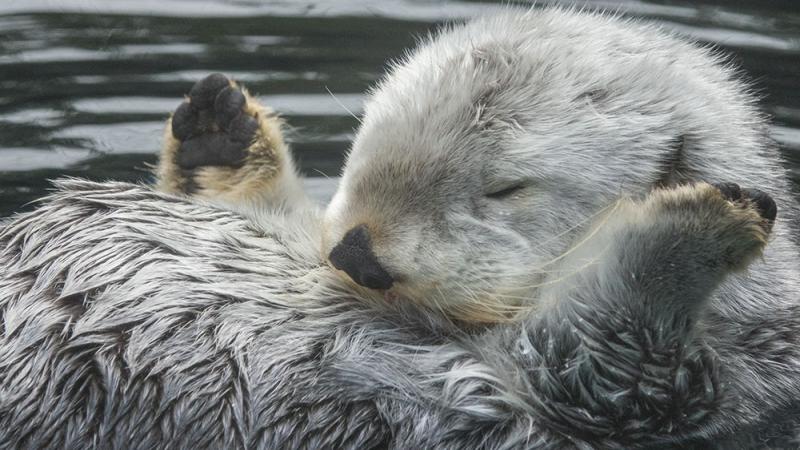 A sea otter with white and gray fur floats on its back in the water with its paws extended.