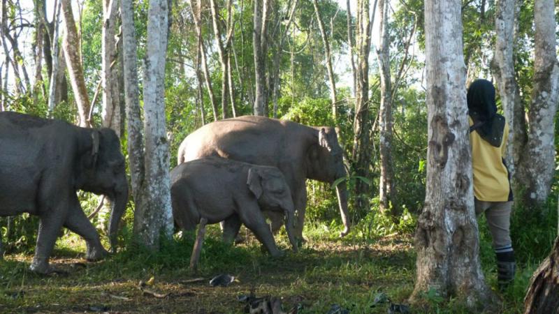 A person stands in a forest with their back to the camera. They are facing a family of three elephants.
