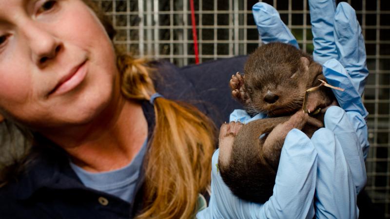 Zoo keeper holds up a tiny sea otter pup in gloved hands.