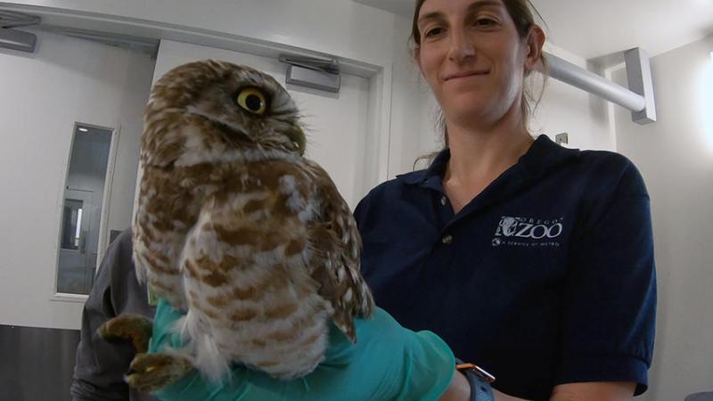 From a hornbill hatchling exam to a sea otter weigh-in, Dr. Kelly Flaminio has seen it all in her nine years as a veterinarian at the Oregon Zoo. 