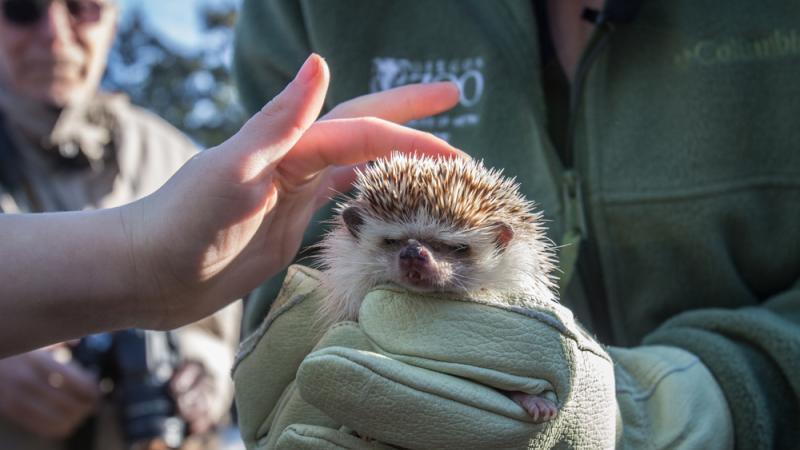 A person wearing protective gloves holds a hedgehog while another person touches its head.