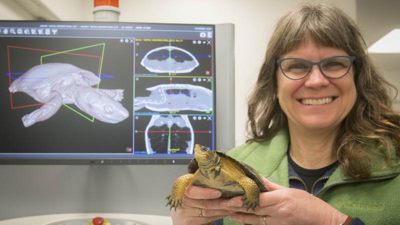 Veterinary technician Margot Monti and a western pond turtle