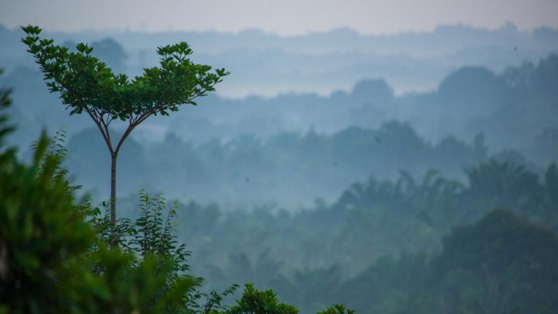 A tree stands in the foreground against a vast forest.