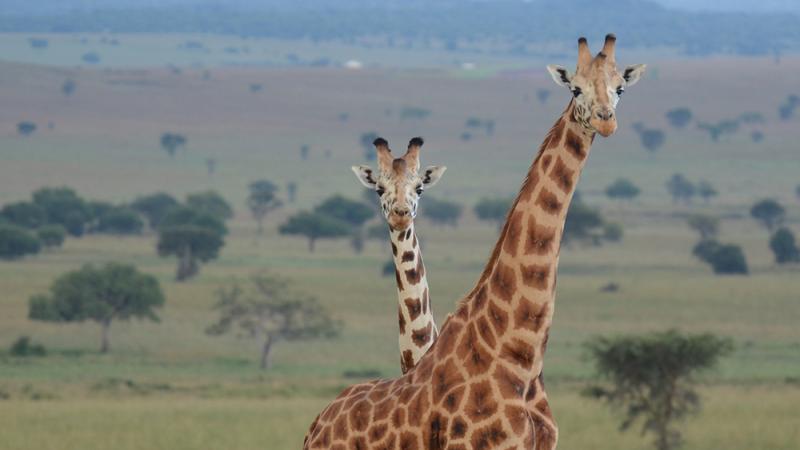 Uganda giraffes