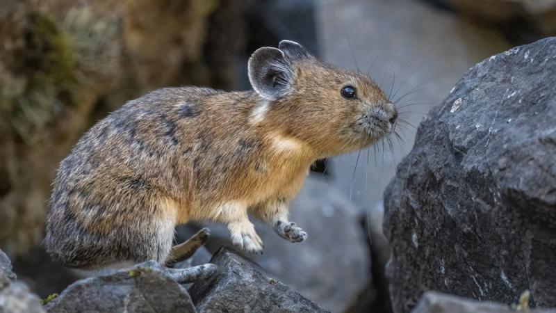 Cascades Pika Watch