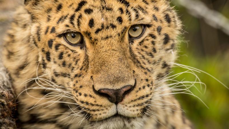 The face of an amur leopard is yellow-orange and covered in small dark spots.