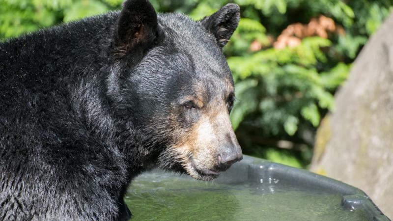 Rescued black bear Takoda enjoys a soak in the tub at the Oregon Zoo.