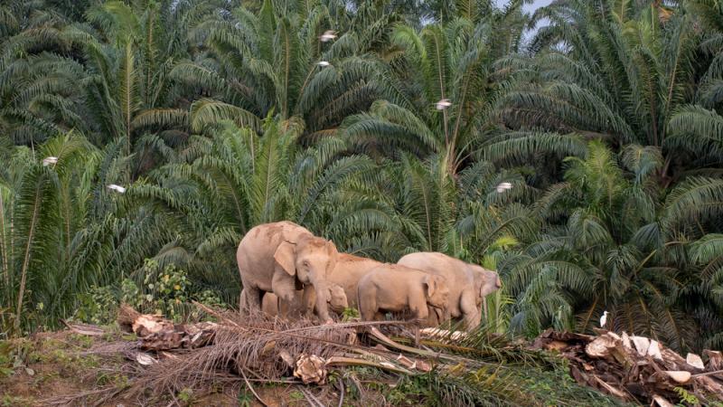 5 things you should know about palm oil