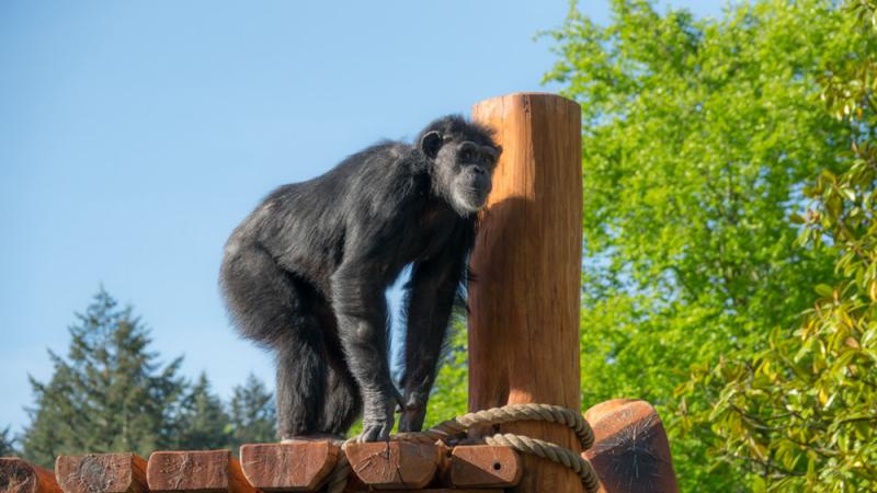 A chimpanzee climbs a wooden structure at the Oregon Zoo's Primate Forest habitat.