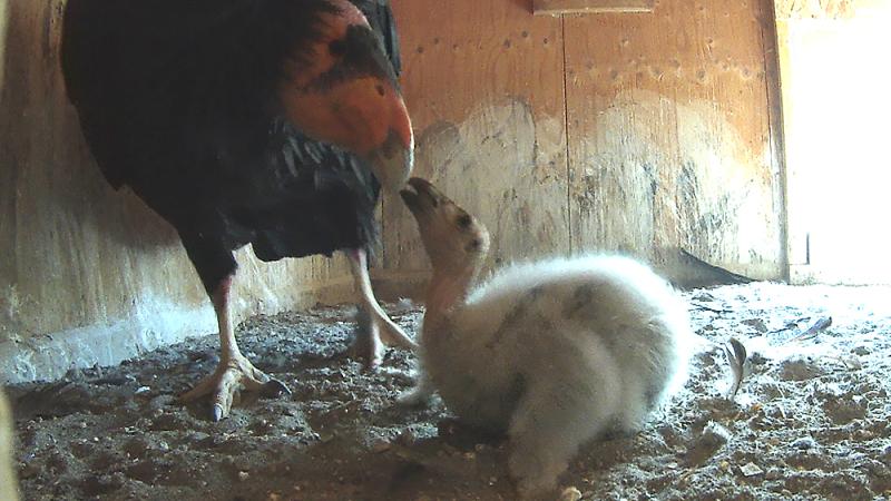 Condor parent and chick in a nesting area.