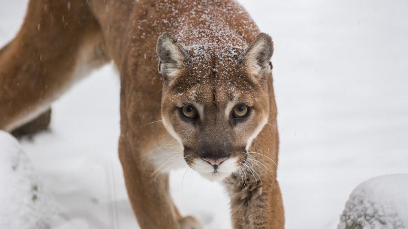 A cougar stalks through fresh snow towards the viewer.