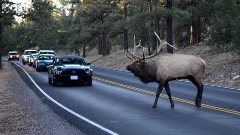 An elk crosses the road in front of cars.