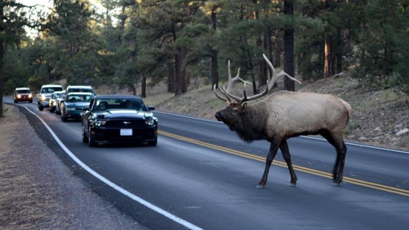 An elk crosses the road in front of cars. 