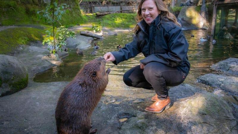 Zoo director Heidi Rahn kneels in front of an American beaver as she hands it a snack. They are on the rocky beach inside the Cascade Stream beaver habitat, with many ducks swimming in the water behind them. 