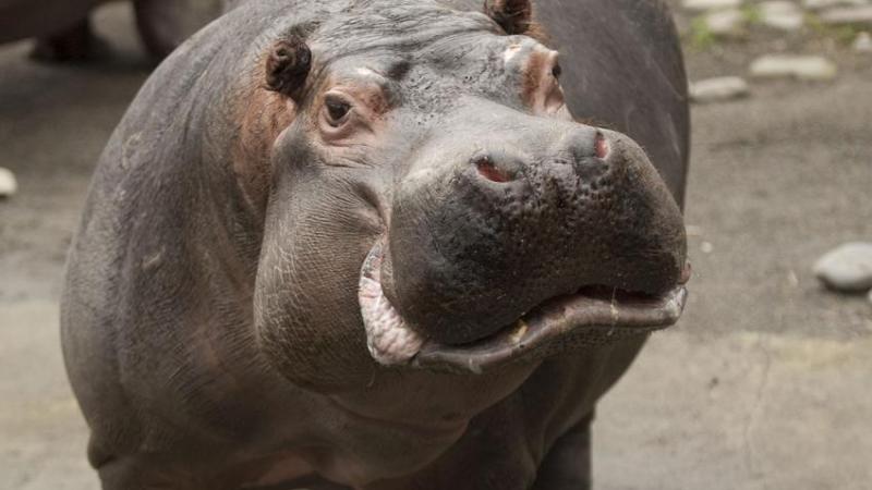 Hippo at the Oregon Zoo.