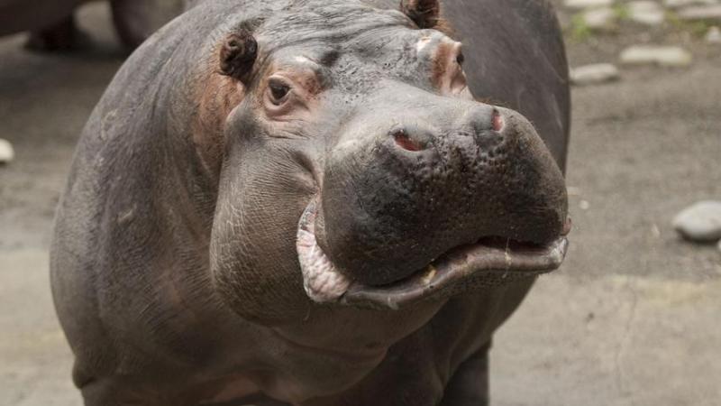 Hippo at the Oregon Zoo. 