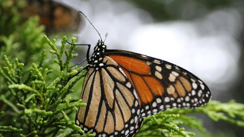 A monarch butterfly sits on a branch.