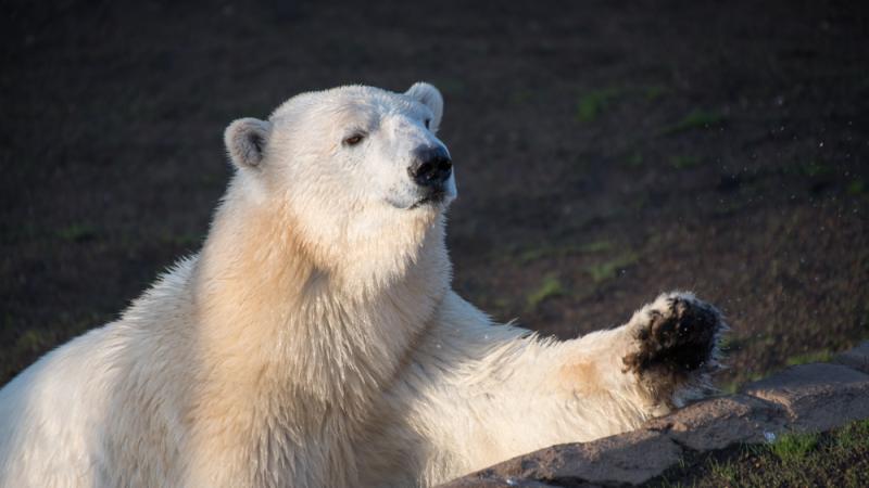 Polar bear Nora explores her new habitat.