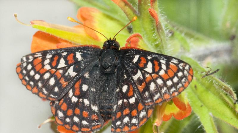 A black, orange and white Taylor's checkerspot butterfly sits on a plant with orange flowers and green foliage.