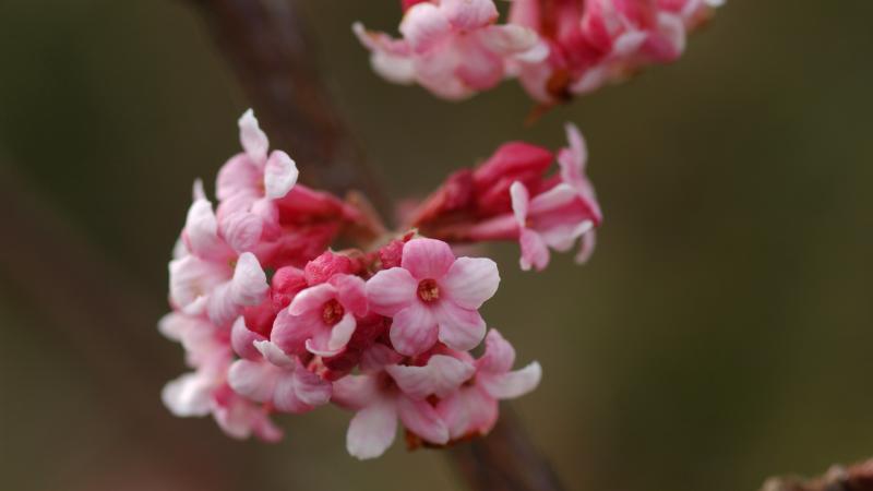 Tiny pink flowers blooming on a branch.