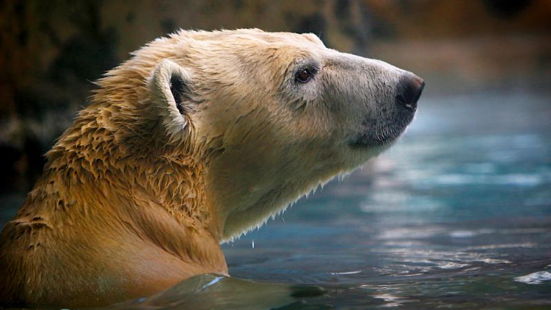 Polar bear Nora swims at the Hogle Zoo.