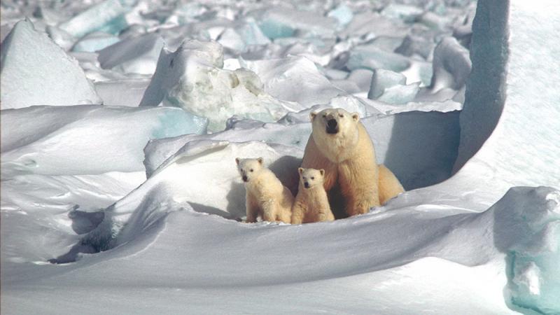 Polar bears in the Artic National Wildlife Refuge