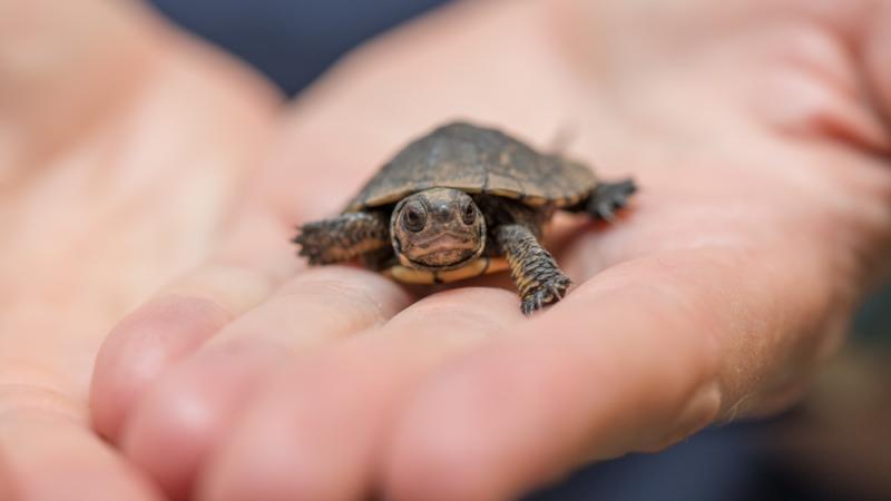 Baby western pond turtle held in the palm of a hand.