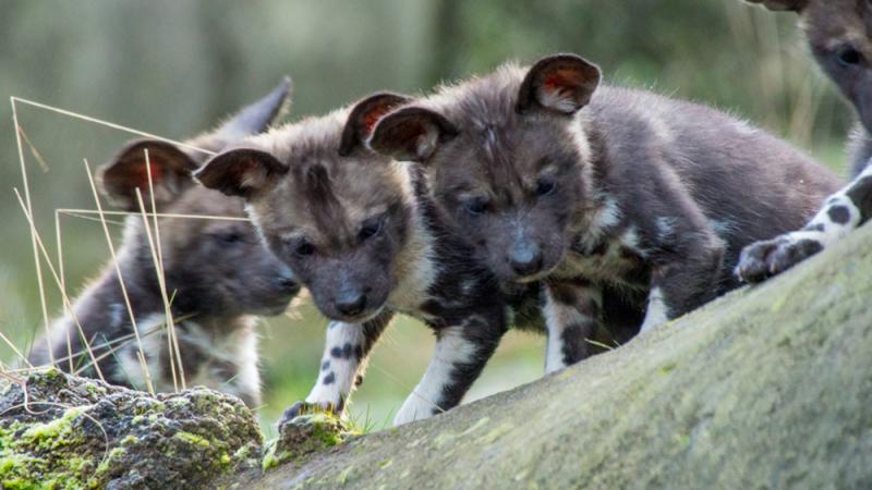 Three young African painted dog pups peer over the edge of a moss-covered rock.