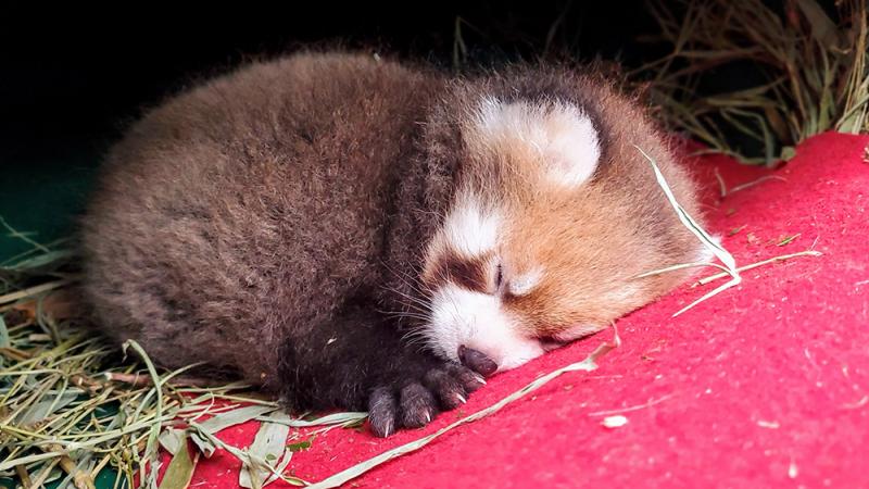 Napping red panda cub