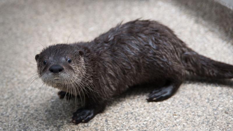 A river otter pup at the Oregon Zoo veterinary center.