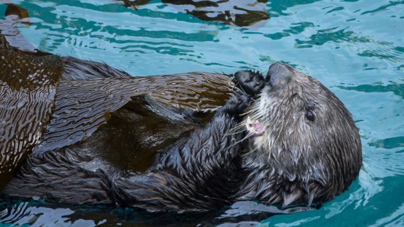 Sea otter Juno munching on a piece of kelp.