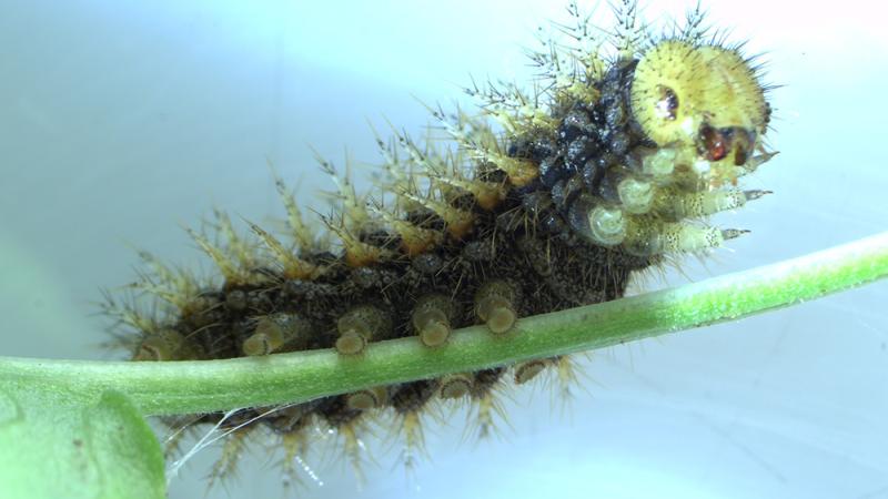 A silverspot butterfly larvae wakes up at the Oregon Zoo's conservation lab.